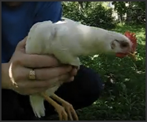 Chicken Steadicam